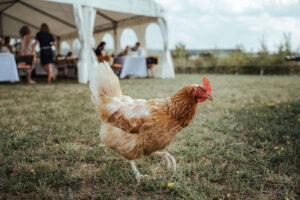 Hochzeitsreportage auf dem Land mit Huhn im Vordergrund